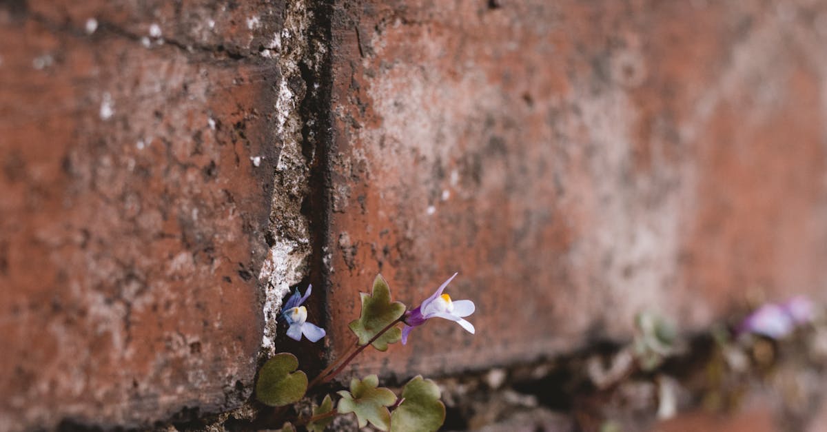 Impact of Inferior Materials on Cavity Wall Tie Longevity